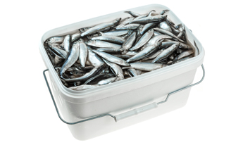 Килька балтийская слабосоленая