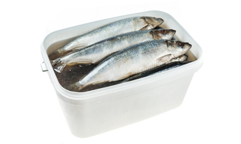 Селядзец атлантычны слабасалёны