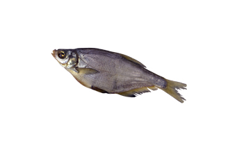 Сопа вяленая