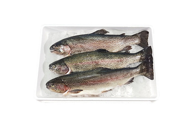 Форель охлажденная