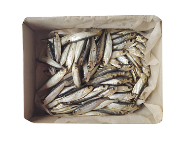 Салака балтыйская вэнджаная