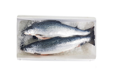 Лосось (семга) охлажденный 3-4 кг