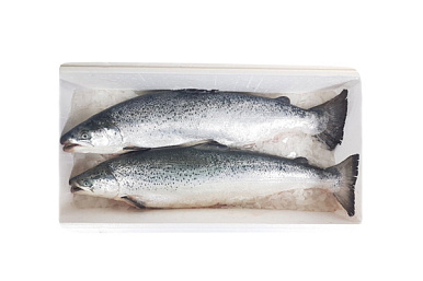 Лосось (семга) охлажденный 6-7 кг