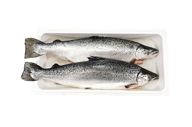 Лосось (семга) охлажденный 7-8 кг