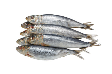 Сардина ИВАСИ слабосоленая